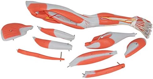 Perna muscular 9 partes - 3b anatomia inteligente