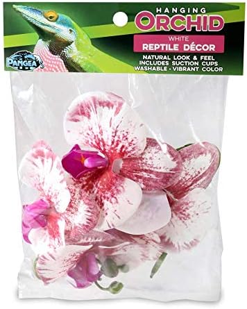 Pangea Réptil pendurado orquídea para decoração de terrário de répteis