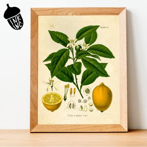 Ink Inc. Impressões botânicas vintage | Kit de colagem de plantas da floresta florestas florestas cogumelos de flores silvestres