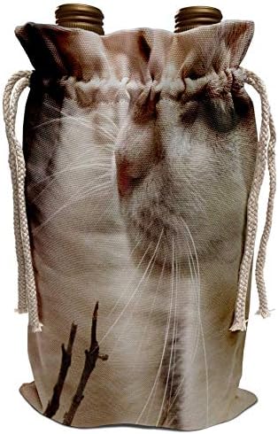 3drose Taiche - Photography - Tuxedo Cats - The Whisker Trail - Black and White Cat, Cat, Cats, Cute, Pet, Retrato de Pet,