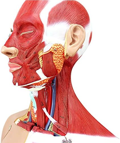 Nachen 85cm Modelo de corpo humano Modelo de anatomia Anatômica Modelos internos Modelos esqueletos Sistema de anatomia muscular