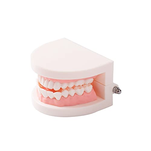 Snawop Dental Standard dentes Modelo de dentadura Modelo de dente Demonstração Typodont para crianças ensino e educação do paciente