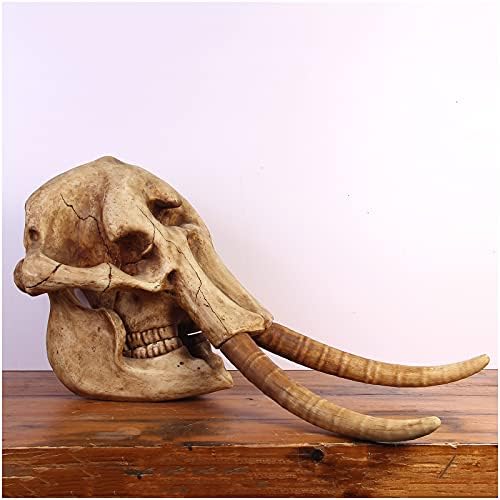 KH66ZKY 20 polegadas de altura de animais de dente fóssil - estátua de crânio de elefante - modelo de esqueleto simulado